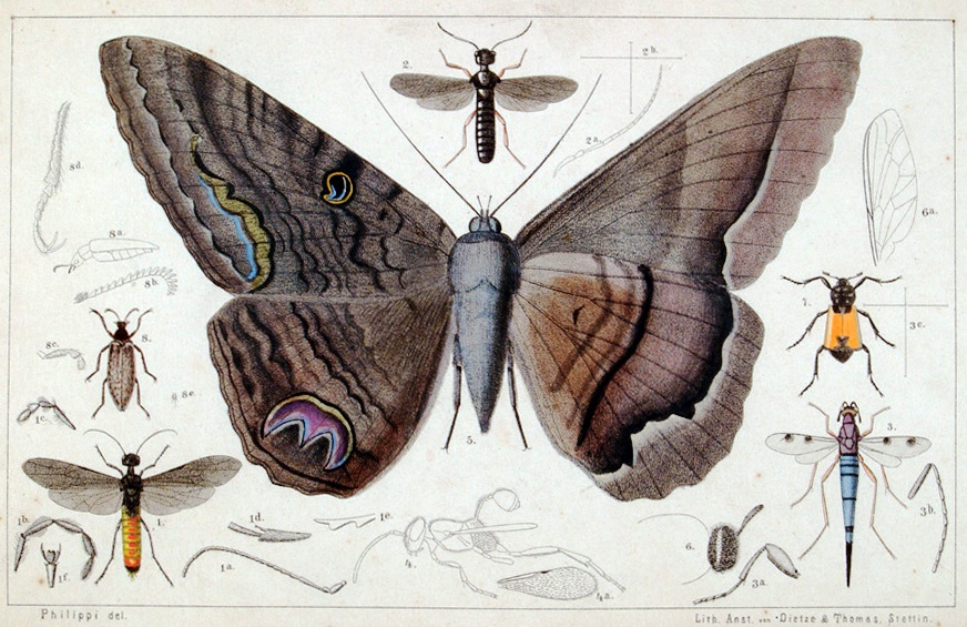 La polilla de la muerte en